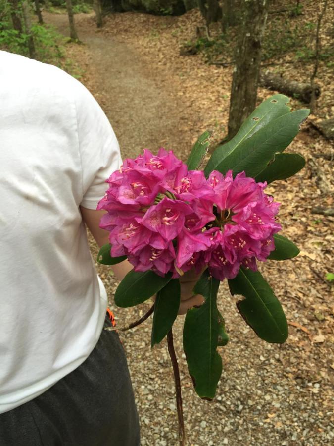Pine Mountain Inn Pineville Bagian luar foto